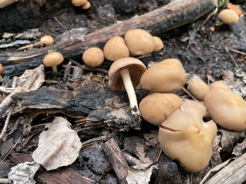 Psathyrella spadicea