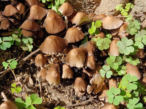 Psathyrella tuberculata — photo