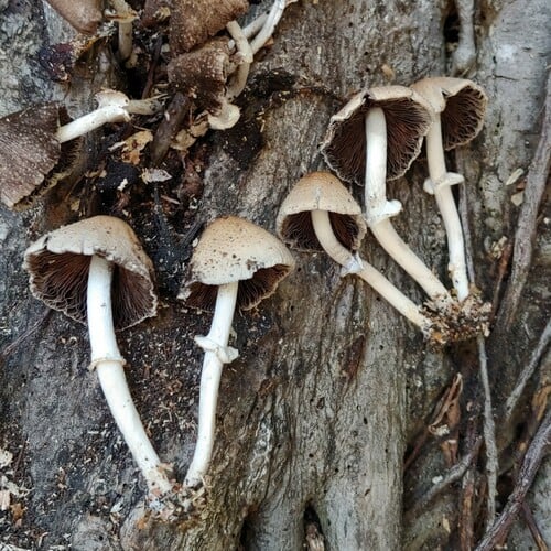 Psathyrella tuberculata — photo