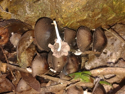 Psathyrella tuberculata