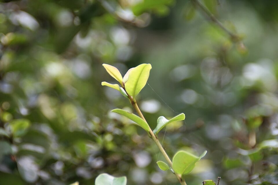 Pseudanamomis umbellulifera (Monos plum) — photo
