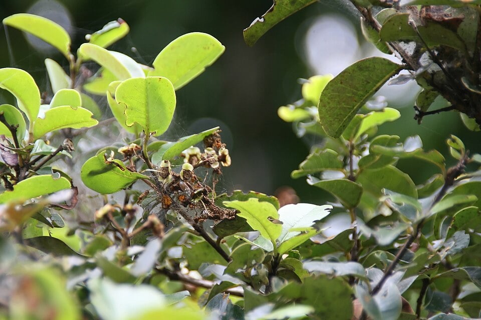 Pseudanamomis umbellulifera