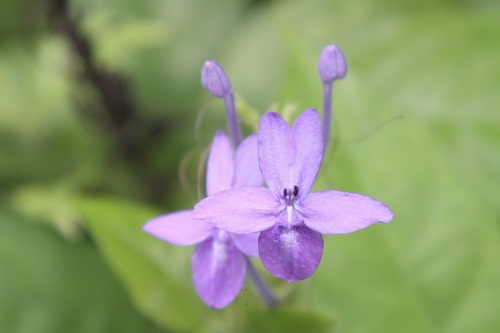 Pseuderanthemum acuminatissimum — photo