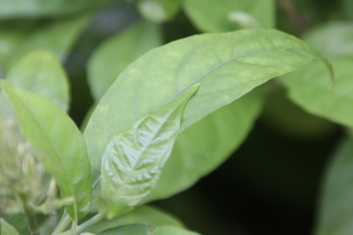 Pseuderanthemum acuminatissimum — photo