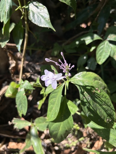Pseuderanthemum acuminatissimum