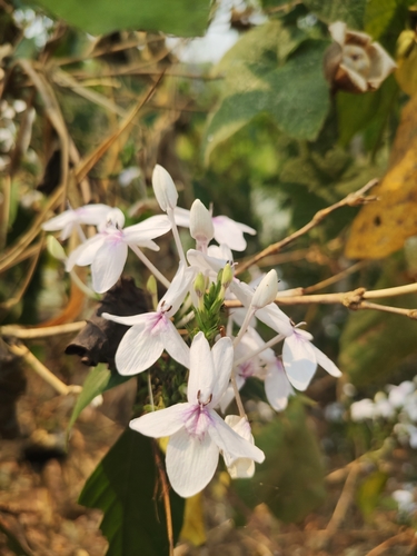 Pseuderanthemum polyanthum