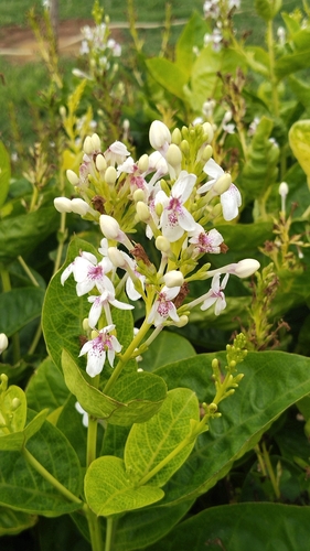 Pseuderanthemum reticulatum (Yellow-vein Eranthemum) — photo