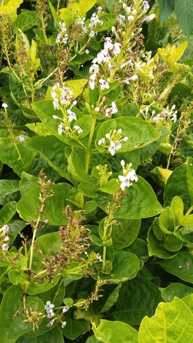 Pseuderanthemum reticulatum (Yellow-vein Eranthemum) — photo