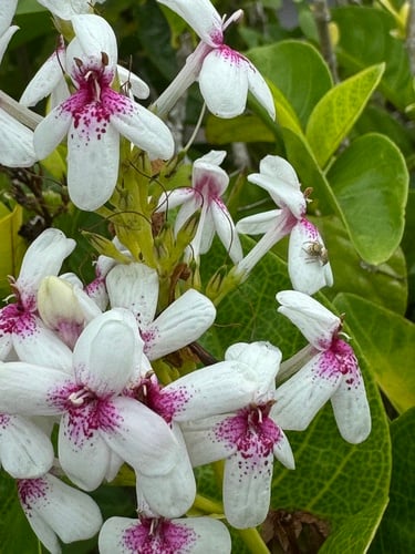 Pseuderanthemum reticulatum