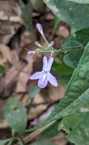 Pseuderanthemum tunicatum — photo