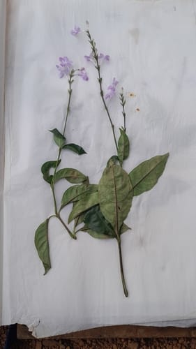 Pseuderanthemum tunicatum — photo