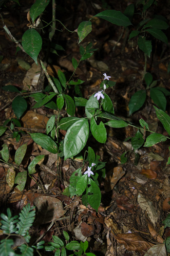 Pseuderanthemum tunicatum