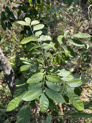 Pseudobersama mossambicensis