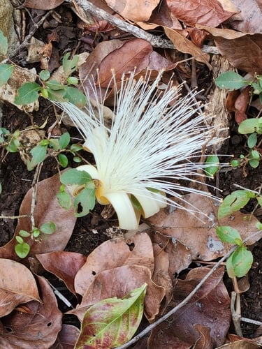 Pseudobombax ellipticoideum