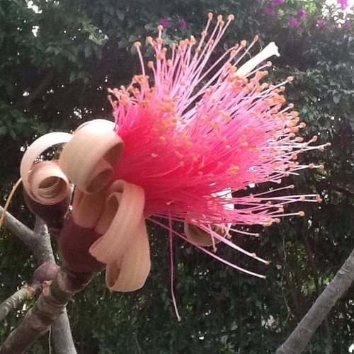 Pseudobombax ellipticum (Shaving brush tree) — photo