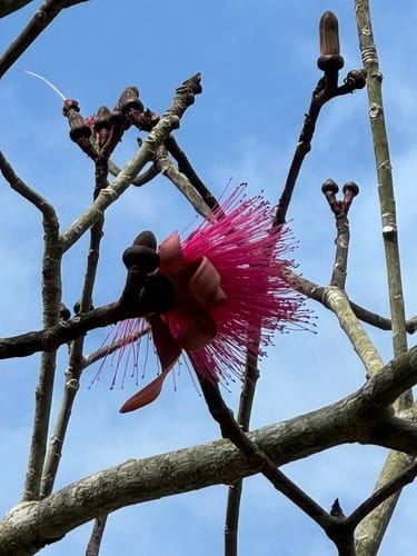 Pseudobombax ellipticum (Shaving brush tree) — photo