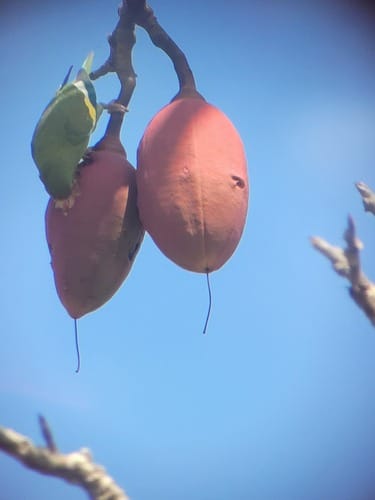 Pseudobombax munguba (Manguba) — photo