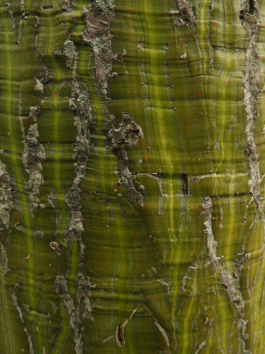 Pseudobombax septenatum (Barrigon kapoktree) — photo