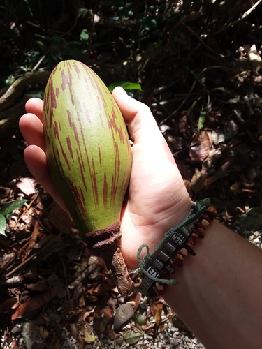 Pseudobombax septenatum (Barrigon kapoktree) — photo