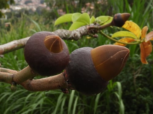 Pseudobombax septenatum