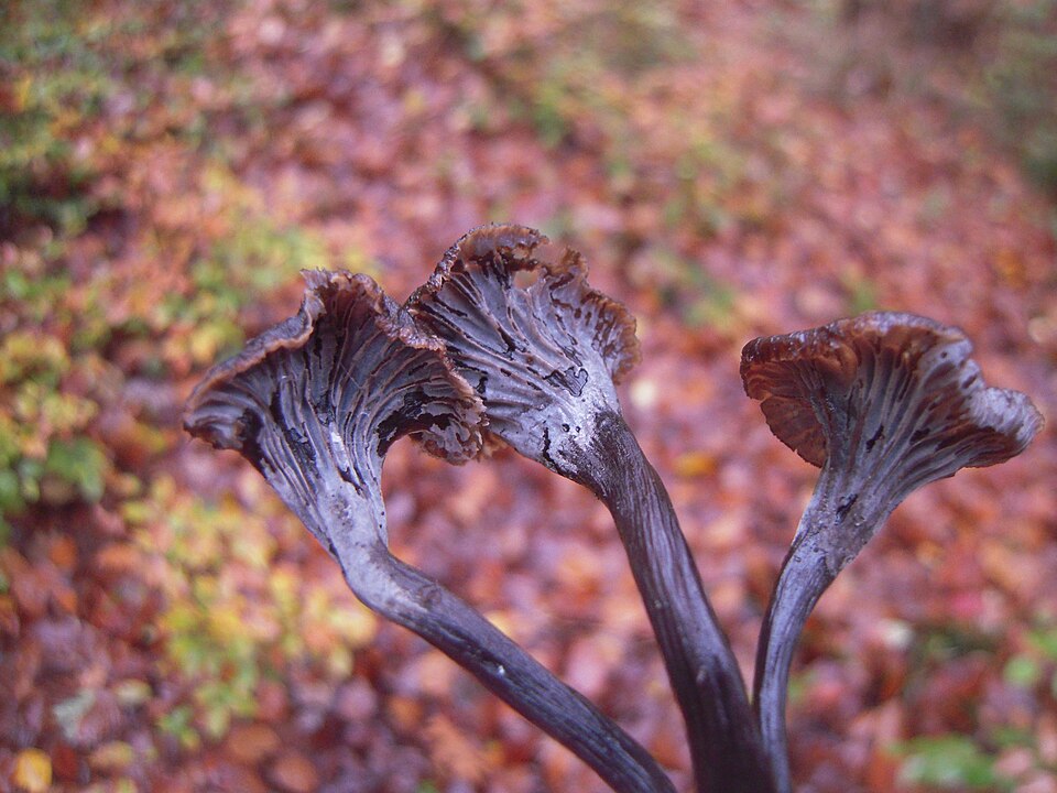 Pseudocraterellus cinereus (Brown funnel cap) — photo