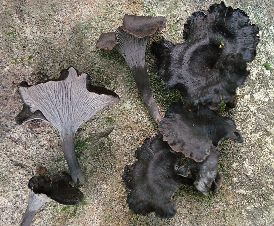 Pseudocraterellus cinereus