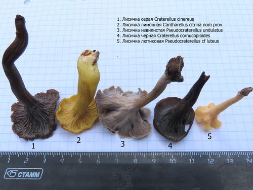 Pseudocraterellus sinuosus (Sinuous funnel cap) — photo