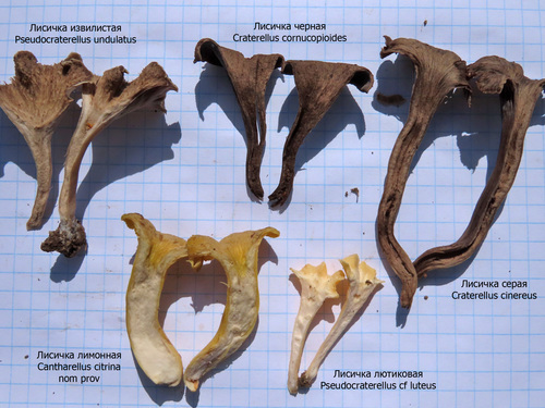 Pseudocraterellus sinuosus (Sinuous funnel cap) — photo