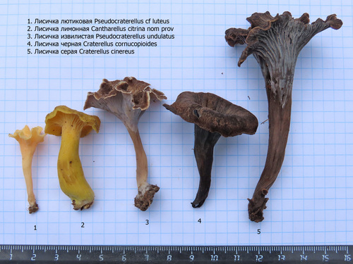 Pseudocraterellus sinuosus