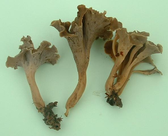 Pseudocraterellus undulatus