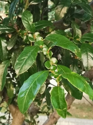 Pseudocydonia sinensis (Chinese quince) — photo