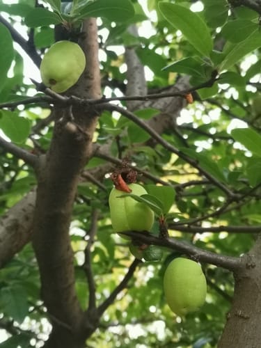 Pseudocydonia sinensis (Chinese quince) — photo
