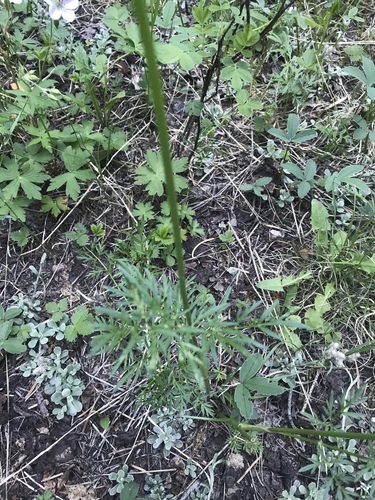 Pseudocymopterus montanus (Alpine false spring parsley) — photo