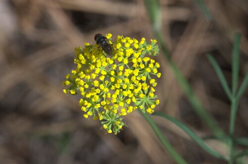Pseudocymopterus montanus (Alpine false spring parsley) — photo