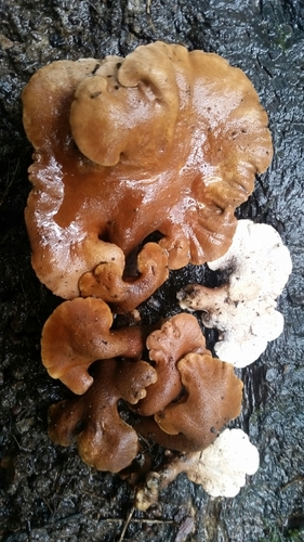 Pseudofistulina radicata — photo