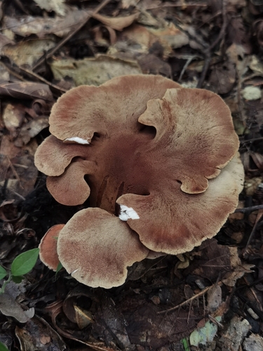 Pseudofistulina radicata — photo
