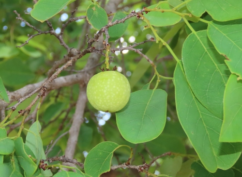 Pseudolachnostylis maprouneifolia var. glabra