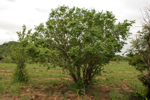 Pseudolachnostylis maprouneifolia var. glabra (Shiny kudu-berry) — photo