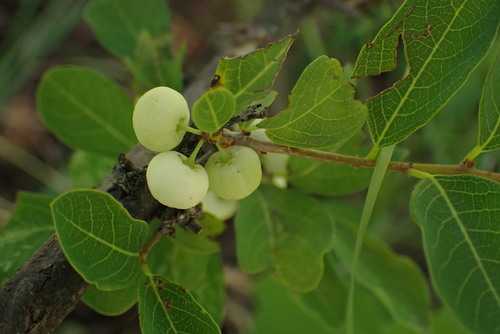 Pseudolachnostylis maprouneifolia (Kudu-berry) — photo