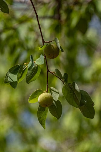 Pseudolachnostylis maprouneifolia