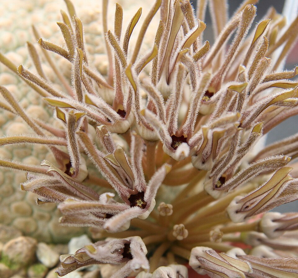 Pseudolithos cubiformis (Cube pseudolithos) — photo