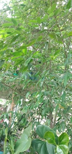 Pseudolmedia glabrata (Glabrate false olmedia) — photo