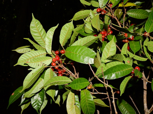 Pseudolmedia laevis (Glabrous false olmedia) — photo