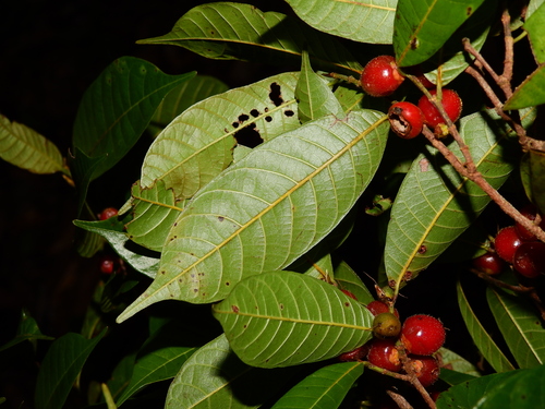 Pseudolmedia laevis (Glabrous false olmedia) — photo