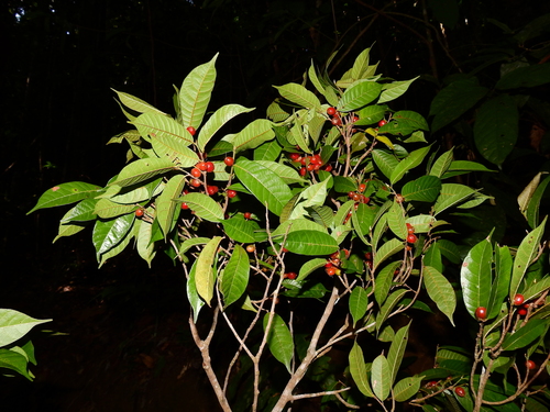 Pseudolmedia laevis