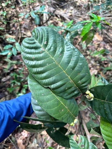 Pseudolmedia macrophylla (Shanguinia) — photo