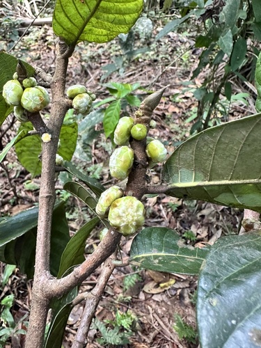 Pseudolmedia macrophylla
