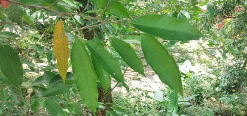 Pseudolmedia oxyphyllaria — photo