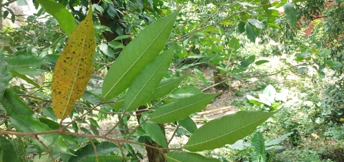 Pseudolmedia oxyphyllaria