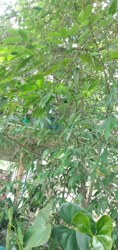 Pseudolmedia oxyphyllaria — photo